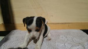 Remato Jack Russell Terrier