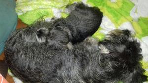 Schnauzer Hembra Sal Y Pimienta