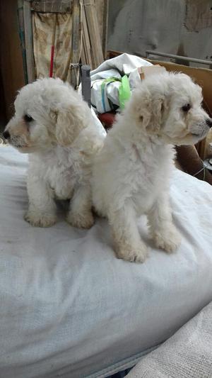 Vendo Cachorro Poodle