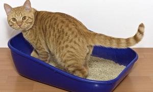 Venta de Arena Sanitaria Para gatos a domicilio delivery