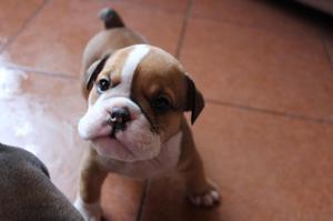 BULLDOG INGLES CACHORROS EN VENTA