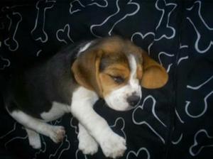 Bellos Cachorros Beagle Tricolores