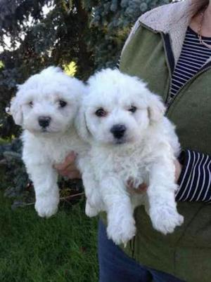 Bichon Frise Lindos Antialergicos