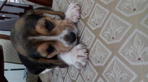 ¡Cachorrita beagle en venta!