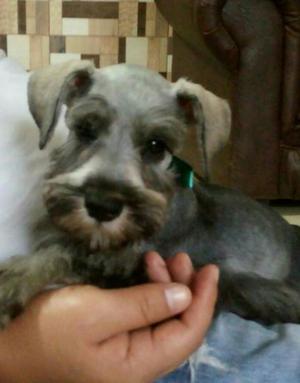 Cachorro Schnauzer