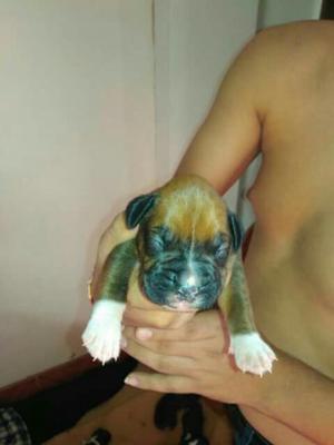 Cachorros Botser Ala Venta