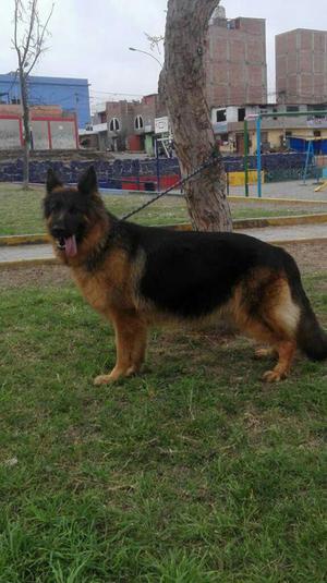 Cachorros Pastor Aleman