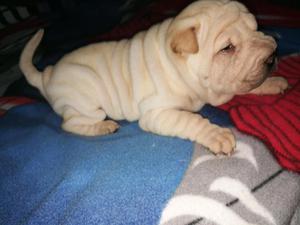 Cachorros Sharpei