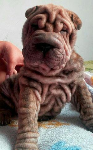 Cachorros Sharpei