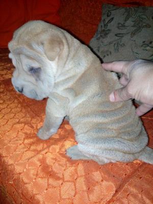 Cachorros Sharpei