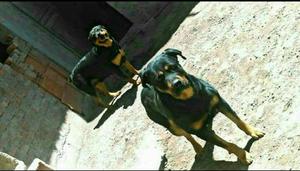 Cachorros de Raza Rottweiler