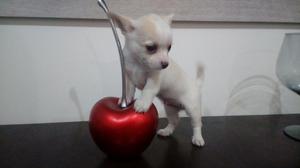 Chihuahua Hermoso Cachorrito Super Toy M