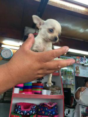 Chihuahua Miniatura