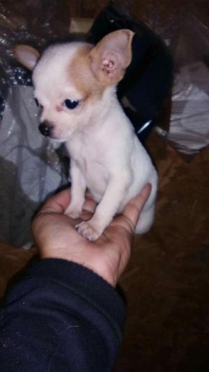 Chihuahua en Venta