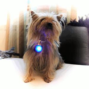Colgantes LED para mascotas