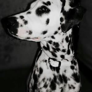 Dalmata para Monta