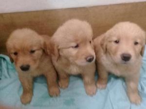 GOLDEN RETRIEVER CACHORROS