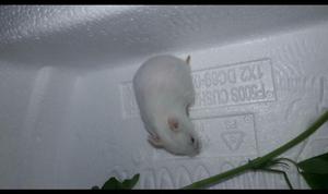 Hamster Albino