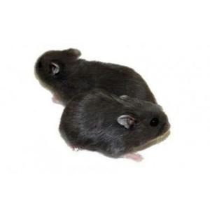 Hamster Comun Negro