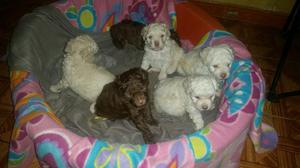 Hermosos Poodle Llamar 