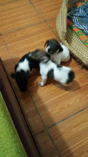 Jack Russell Cachorros