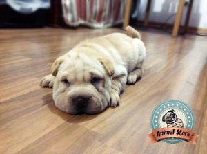 LINDA CACHORRITA SHARPEI EN VENTA