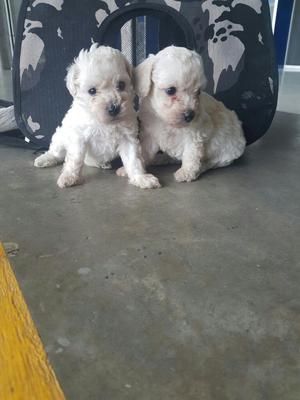 POODLE ADORABLES CACHORROS