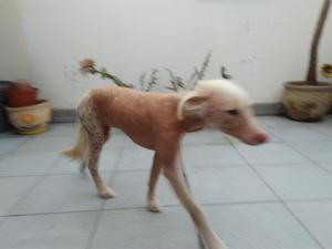 Perrita Peruana