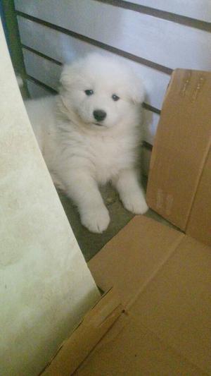 Perrita Samoyedo