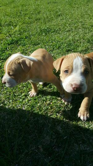 Pitbull Red Nose!!