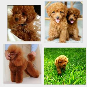 Poodle Caniches Rojos Contacto 