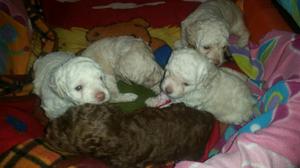 Poodle Lindos Llamar Al 