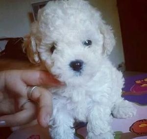 Poodle Toy Blanquitos as