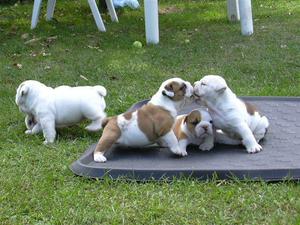 Regalandos perrito bulldog inglés