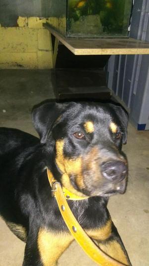 Rottweiler