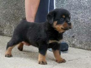 Rotweiller Hermosos Cachorritos