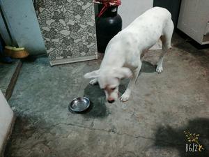 Se Vende Dogo Argentino Embra