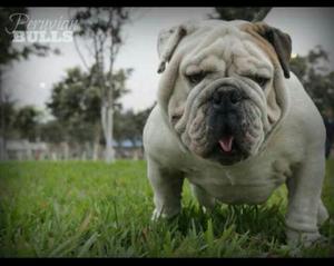 Servicio de Monta Bulldog Ingles