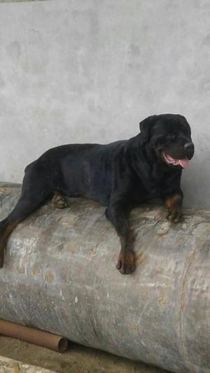 Servicio de Monta de Rottweiler