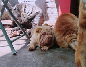 Shar Pei Cachorros