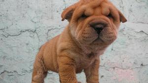 Sharpei