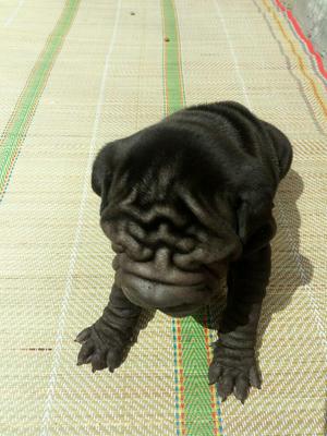 Sharpei Negro Macho Mesymedio con Vacuna