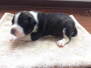 Staffordshire Bull Terrier Bebe