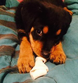 VENDO ROTTWAILER HEMBRA DE 2 MESES