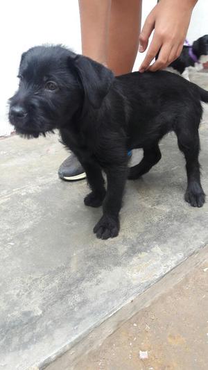 Vendo Cachorrito