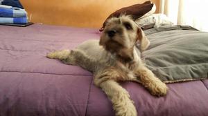 Vendo Cachorros Schnauzer