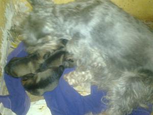 Vendo Cachorros Schnauzer Mini