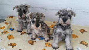 Vendo Lindos Schnauzer