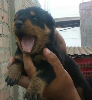 Vendo Rotweilers