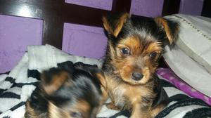 Vendo Yorkys Terrier Raza Pura